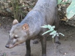 Chien des buissons aux oreilles courtes